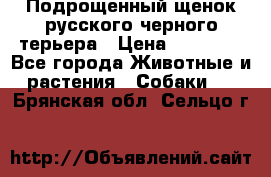 Подрощенный щенок русского черного терьера › Цена ­ 35 000 - Все города Животные и растения » Собаки   . Брянская обл.,Сельцо г.